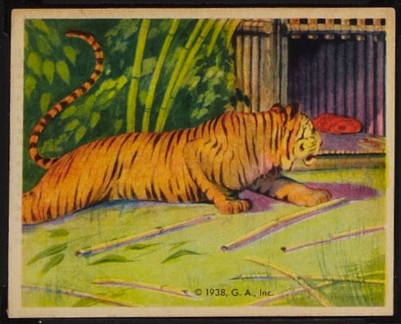 R55 41 Trapping A Tiger.jpg